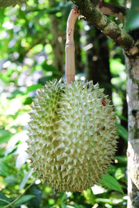 Close-up of berry growing on tree