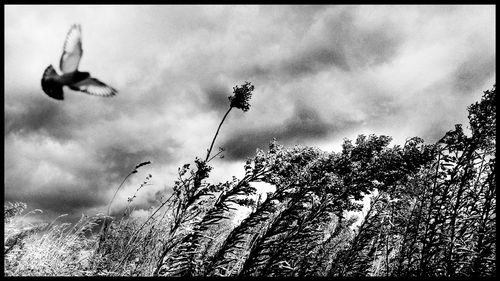 Low angle view of trees against sky