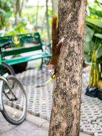 Close-up of squirrel on tree trunk