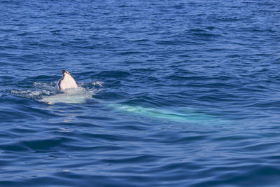 View of swimming in sea