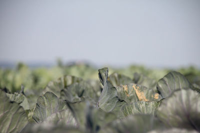 Close-up of leaves against blurred background