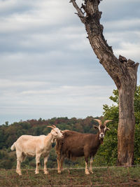 Horses in a field