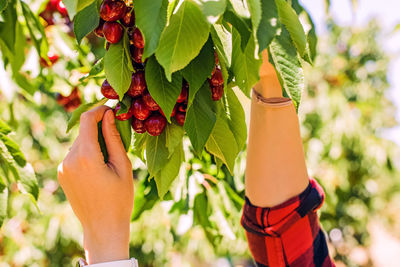 Cropped hand of woman holding plant