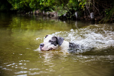 Dog swimming in lake