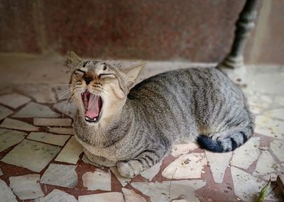 Cat resting on tiled floor