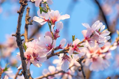 Close-up of cherry blossoms