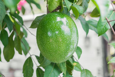 Passiflora edulis, central american and south american exotic fruit hanging on tree