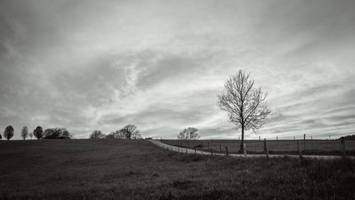 Bare tree on field against sky