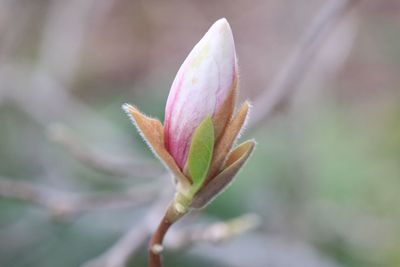 Close-up of pink flower bud