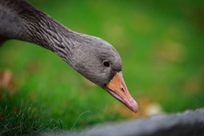 Close-up of bird