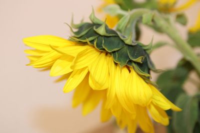 Close-up of yellow flower against white background