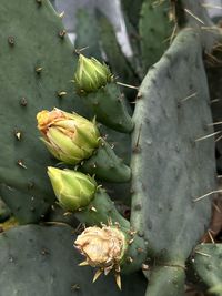 Close-up of plant