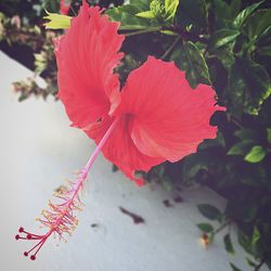 Close-up of red hibiscus flower