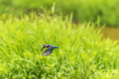 Flying small kingfisher
