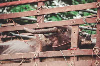 View of monkey on fence