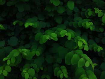 Full frame shot of plants