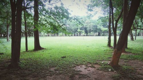 Scenic view of green landscape and trees