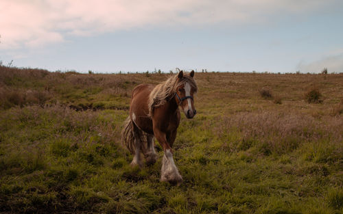 Horse standing on field against sky pony eyes snout 