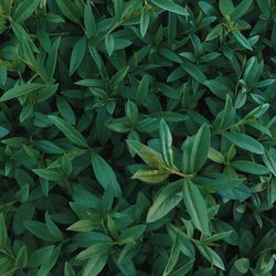 Full frame shot of plants growing on field