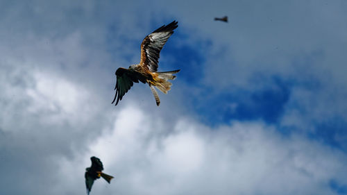 Low angle view of eagle flying in sky