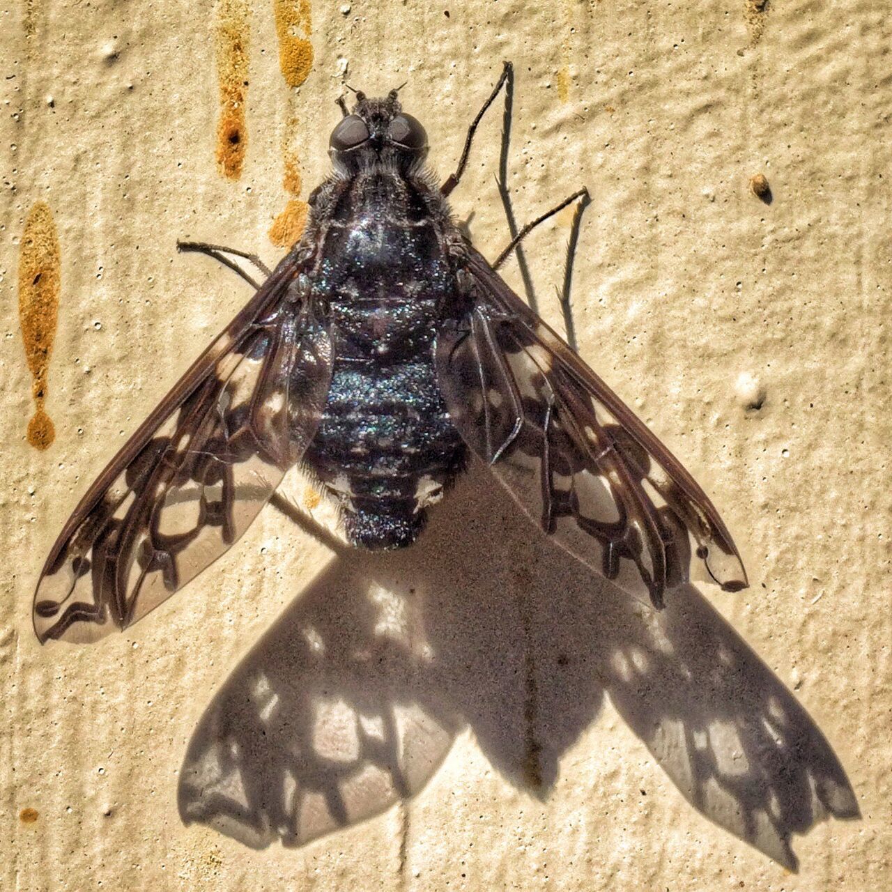 Tiger Bee Fly