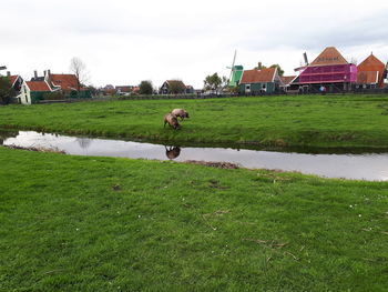 Dog by house against sky