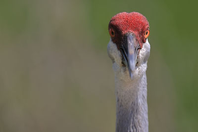 Sandhill crane close-up of head