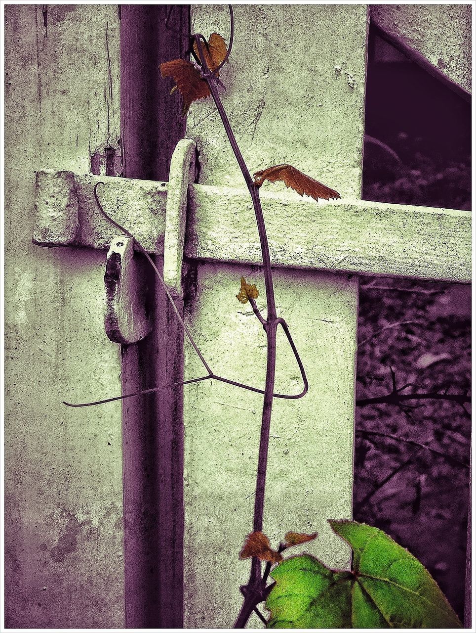 one animal, transfer print, animal themes, wall - building feature, auto post production filter, built structure, building exterior, sunlight, close-up, wall, architecture, day, shadow, no people, outdoors, wildlife, plant, window, metal, house