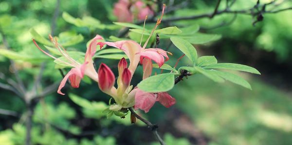 Close-up of red flower