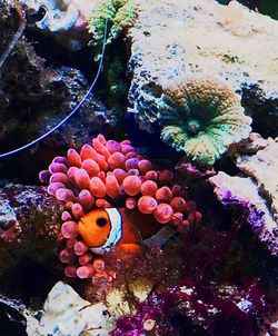 Close-up of coral in sea