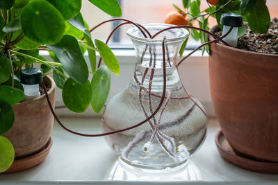 Potted plant on table