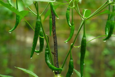Close-up of green chilli growing outdoors after raining