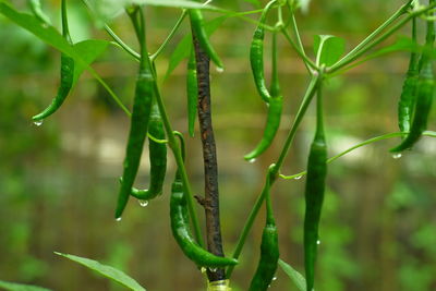 Close-up of green chilli growing outdoors after raining