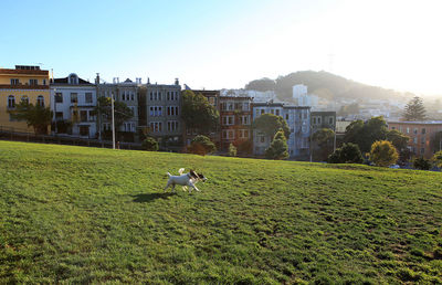 Dog on field by houses against clear sky