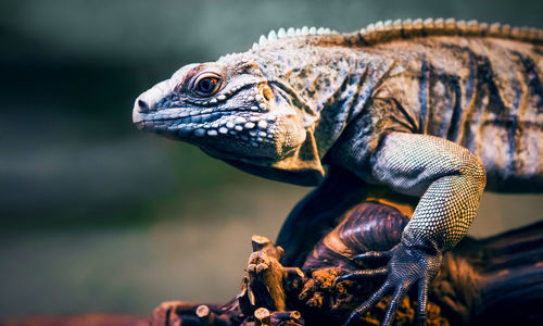 Close-up of iguana