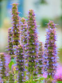 Close-up of purple flowering plants