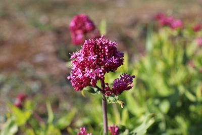 Close-up of pink flowering plant on field
