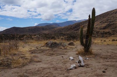 View of sheep on field against sky