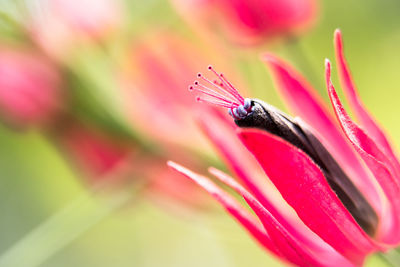 Flower close up