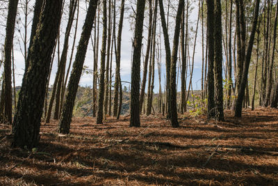 Trees in forest