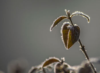 Close-up of hoarfrost on plant