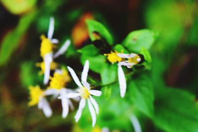 Close-up of yellow flowers