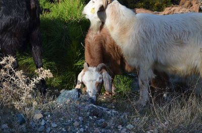 View of a goat on field