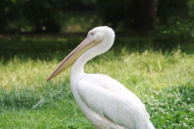 Close-up of pelican on grass