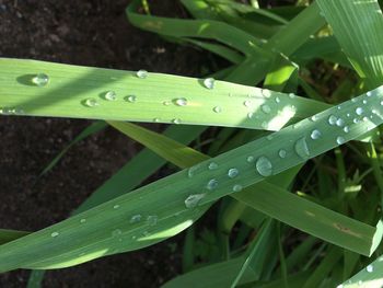 Close-up of water drops on leaf