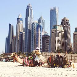 Camels sitting on sand against modern skyscrapers at dubai marina
