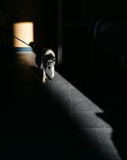 High angle view of dog walking on tiled floor