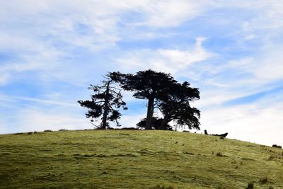 Low angle view of tree on field against sky