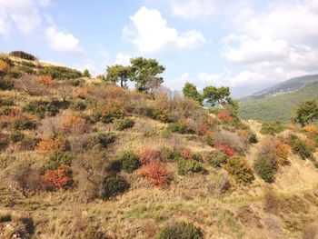 Scenic view of landscape against sky