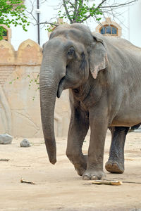 View of elephant in zoo